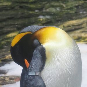 King penguin (Aptenodytes patagonicus), 2020-09-20