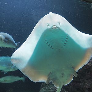 Underside of a Raja species ray, 2020-09-20