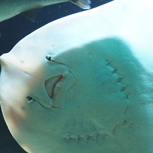 Underside of a Raja species ray, 2020-09-20