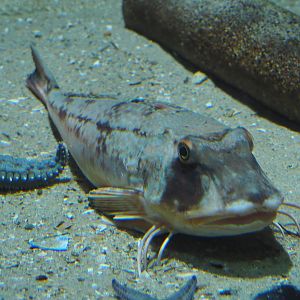 Tub gurnard (Chelidonichthys lucerna), 2020-09-20