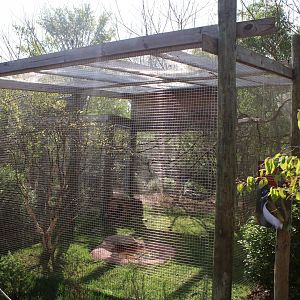 May. 2021 - Australian Adventure - Blue-faced Honeyeater Exhibit