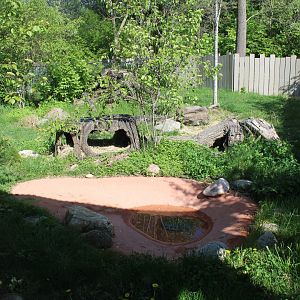 May. 2021 - Australian Adventure - Tasmanian Devil Exhibit