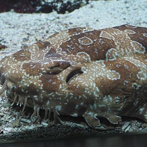 Spotted wobbegong (Orectolobus maculatus), 2020-09-20