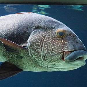 Giant sweetlips (Plectorhinchus albovittatus), 2020-09-20