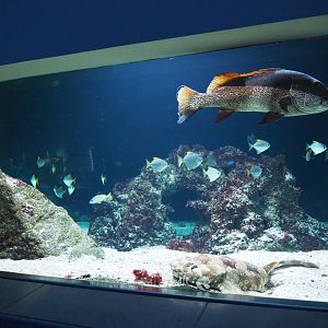 Part of a tropical tank with Black-tipped reef shark, Spotted wobbegong, Giant sweetlips and other species, 2020-09-20