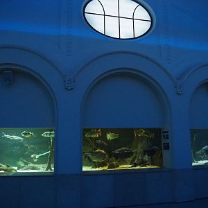 South American megafish tank, 2020-09-20