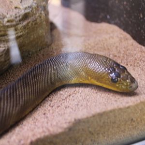 May. 2021 - Australian Adventure - Woma Python