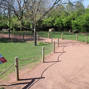 May. 2021 - Australian Adventure - Walk-through Eastern Grey Kangaroo Exhibit