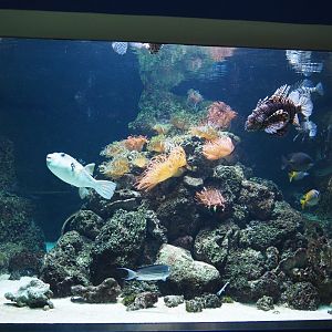 Tropical tank with Red lionfish, pufferfish, sea anemones and others, 2020-09-20