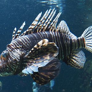 Red lionfish (Pterois volitans), 2020-09-20