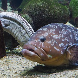 Mediterranean moray (Muraena helena) and Dusky grouper (Epinephelus marginatus), 2020-09-20