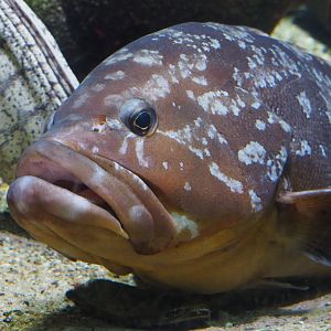 Dusky grouper (Epinephelus marginatus), 2020-09-20