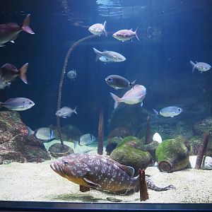 Large Mediterranean fish tank, 2020-09-20