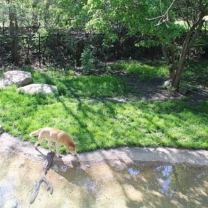 May. 2021 - Australian Adventure - Dingo Exhibit