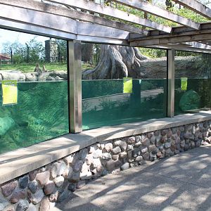 May. 2021 - Zoo Central - American Alligator Exhibit