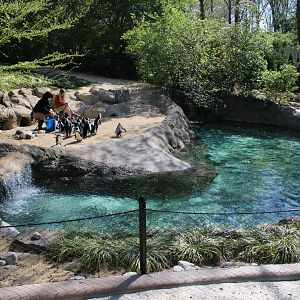 May. 2021 - Zoo Central - African Penguin Exhibit
