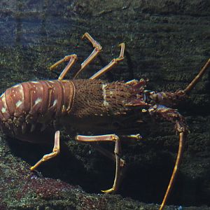 European spiny lobster (Palinurus elephas), 2020-09-20