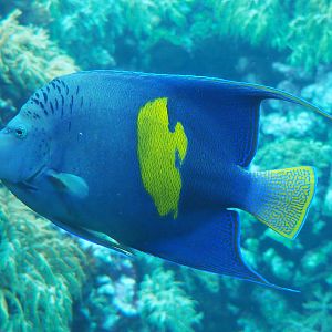 Yellowbar anglefish (Pomacanthus maculosus), 2020-09-20