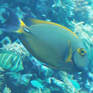Eyestrip surgeonfish (Acanthurus dussumieri), 2020-09-20