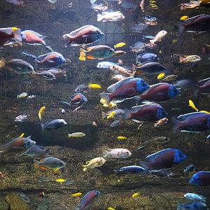 Variety of Lake Malawi Mbuna/Haplochromine cichlids, 2020-09-20