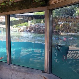 May. 2021 - Zoo Central - Sea Lion Exhibit