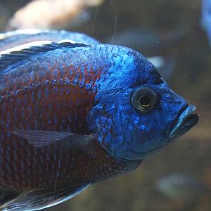 Copadichromis borleyi 'Kadango', 2020-09-20