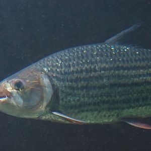 Common African tigerfish (Hydrocynus vittatus), 2020-09-20