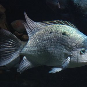White cichlid (Maskaheros argenteus), 2020-09-20