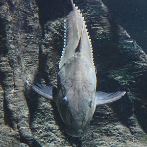 Ripsaw catfish (Oxydoras niger), 2020-09-20