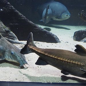 Ripsaw catfishes (Oxydoras niger), 2020-09-20