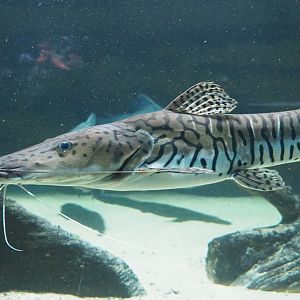 Tiger shovelnose catfish or Sorubim catfish (Pseudoplatystoma species), 2020-09-20