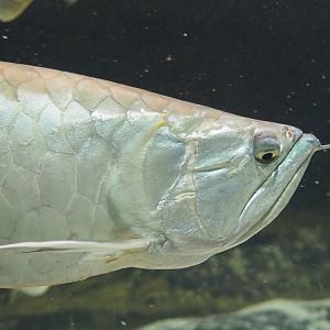 Silver Arowana (Osteoglossum bicirrhosum), 2020-09-20
