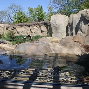 May. 2021 - Zoo Central - River Otter Exhibit