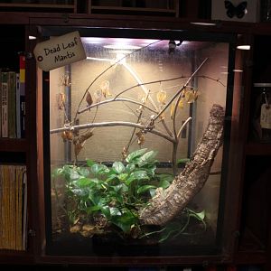 May. 2021 - Indonesian Rainforest - Dead Leaf Mantis Exhibit