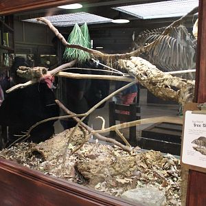 May. 2021 - Indonesian Rainforest - Northern Tree Shrew Exhibit