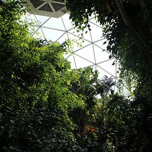 May. 2021 - Indonesian Rainforest - Dome