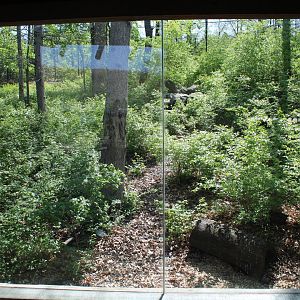 May. 2021 - Indonesian Rainforest - Sumatran Tiger Exhibit