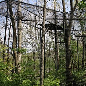 May. 2021 - Indonesian Rainforest - Javan Gibbon Exhibit