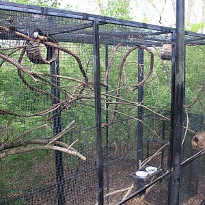 May. 2021 - Indonesian Rainforest - Prevost's Squirrel Exhibit