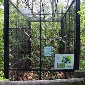 May. 2021 - Indonesian Rainforest - White-crested Laughing Thrush Exhibit
