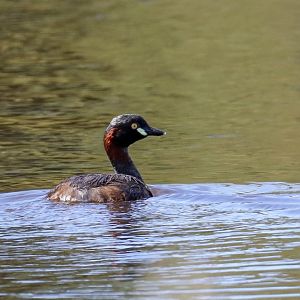Australasian Grebe