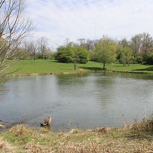 May. 2021 - African Journey - Savanna Exhibit
