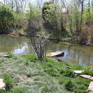 May. 2021 - African Journey - Great White Pelican Exhibit
