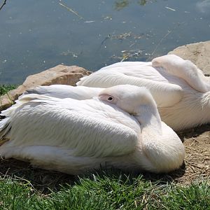 May. 2021 - African Journey - Great White Pelicans
