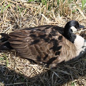 May. 2021 - Wild Canadian Goose (Nesting)