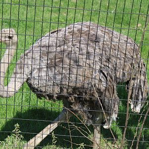 May. 2021 - African Journey - Ostrich