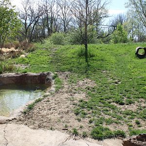 May. 2021 - African Journey - Spotted Hyena Exhibit