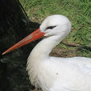 May. 2021 - African Journey - White Stork