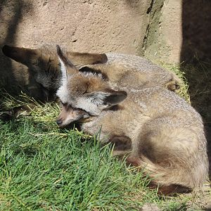 May. 2021 - African Journey - Bat-eared Foxes