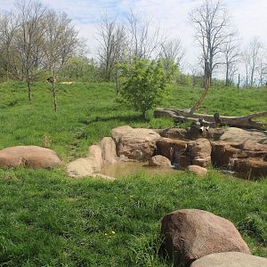 May. 2021 - African Journey - Lion Exhibit